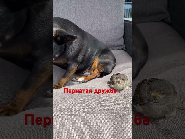 Как трогательно  #позитив #shortvideo #собака #жизнь#short #shorts #животные #друзья #dog