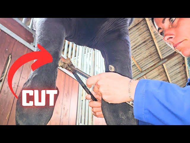 Horses have 5 toes Cut nails! Clipping legs, beard and ears | Friesian Horses