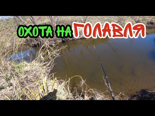 ГОЛАВЛЬ В МАЕ НА РЕЧКАХ! КАК ПОЙМАТЬ? ГДЕ ЛОВИТЬ?