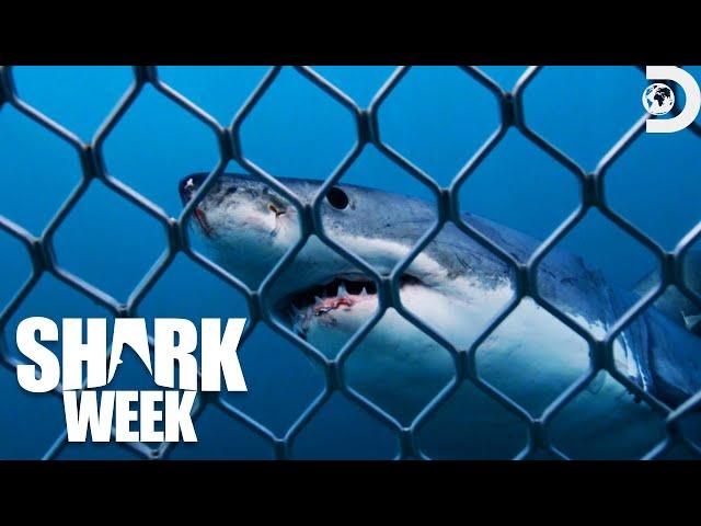 Most Thrilling Moments from Shark Week 2023 | Discovery