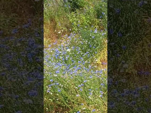 A feast of boran flowers