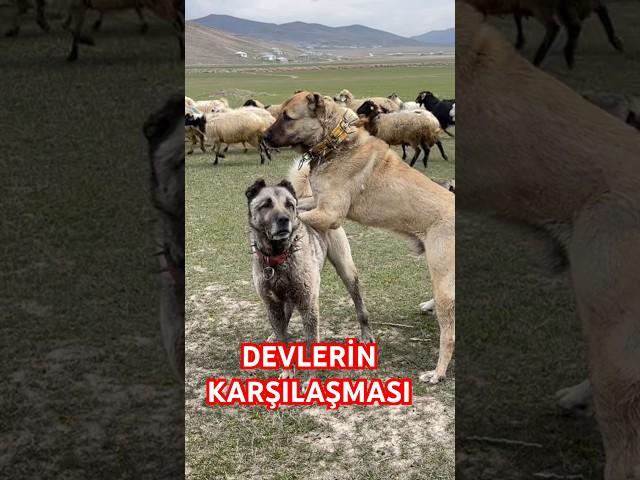 KARAKIRÇIL VE BOZ KANGAL KARŞI KARŞIYA #kangal #anadoluaslanı #karakırçılkangal #çobanköpeği