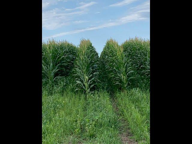 60 inch Corn 2019 South Dakota Version