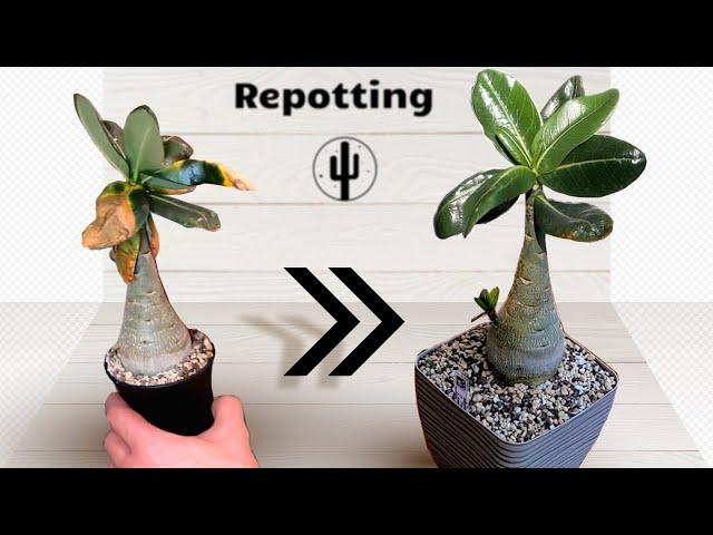 Пересадка Адениума / Adenium repotting