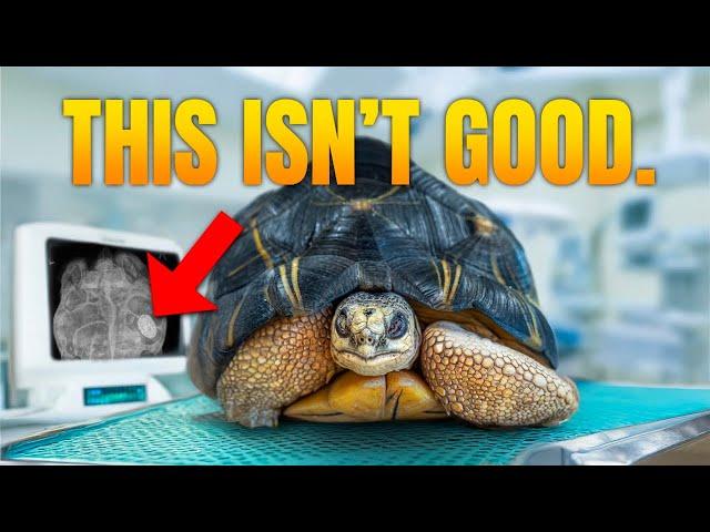 Tortoise Fights for Life After Emergency Transfer to NJ: X-Ray Reveals Shocking Mystery!