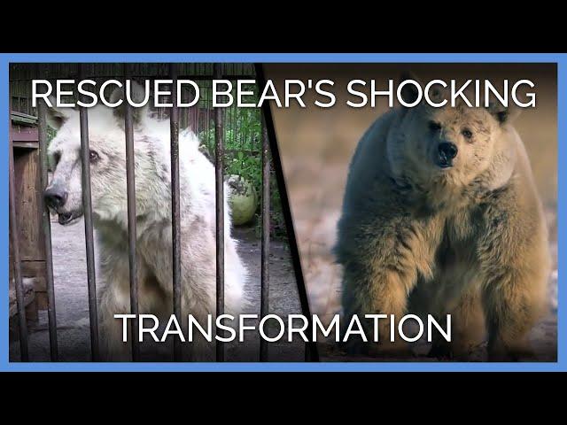 Rescued Bear's Shocking Transformation | PETA Animal Rescues