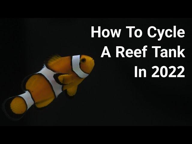 How To Cycle A Saltwater Aquarium In 2022 - Quickly And Properly