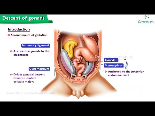 Descent Of Gonads (Animation) : Physiology / USMLE Step 1