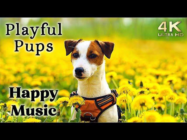 Cute 4K Dogs and Puppy Mood Booster TV Background, Happy Ambient Music Ambience - Upbeat