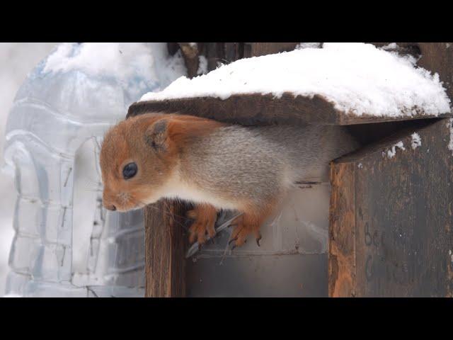 Немного про белку и кормушку / A little bit about the squirrel and the feeder