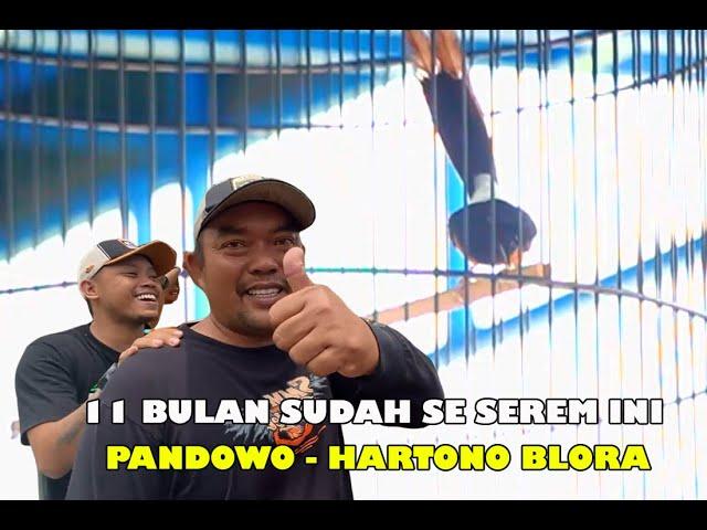 UMUR 11 BULAN SUDAH SE SERAM INI‼️PANDOWO - HARTONO BLORA.