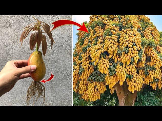 I was surprised to propagate mangoes this way | Relax Garden