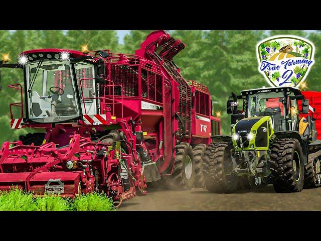 DIEBSTAHL auf dem Karottenfeld! Auf frischer Tat ertappt  True Farming 2 #505 | LS22