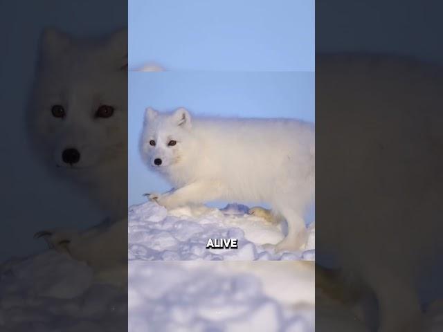 The Arctic Fox