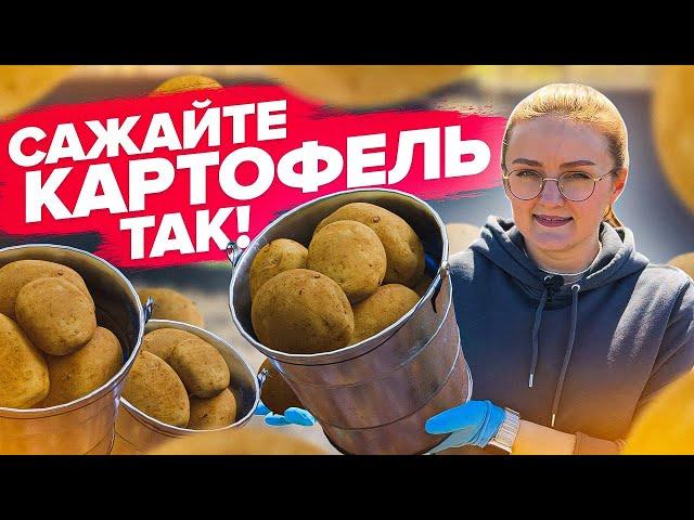 ПРОСТЫЕ ПРАВИЛА ПОСАДКИ КАРТОФЕЛЯ!