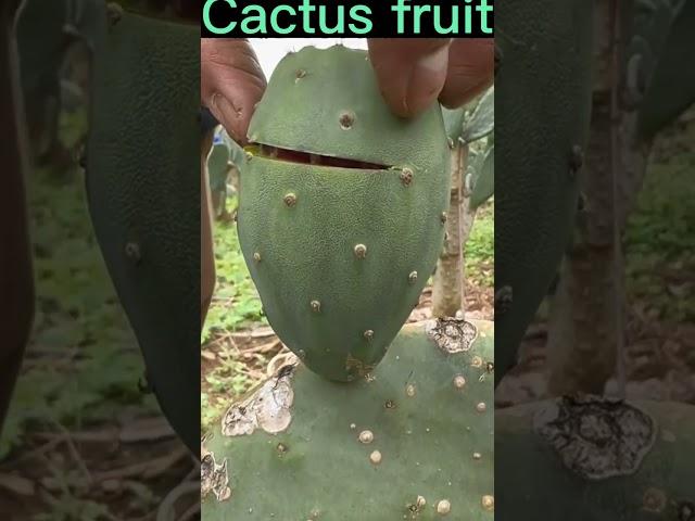 This Cactus Fruit Is Very Sweet #satisfying #short