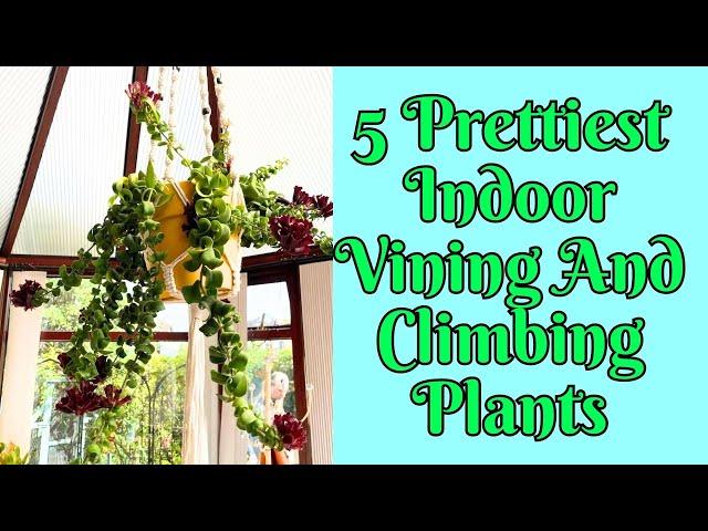 5 Prettiest Indoor Vining And Climbing Plants to bring tropical touch