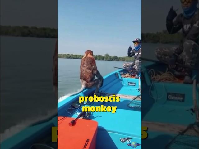 Animal Friendship: Boatman Helps Proboscis Monkey Cross River
