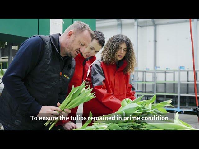 Blossoming Connections: JD Logistics Delivers Dutch Freshness to China