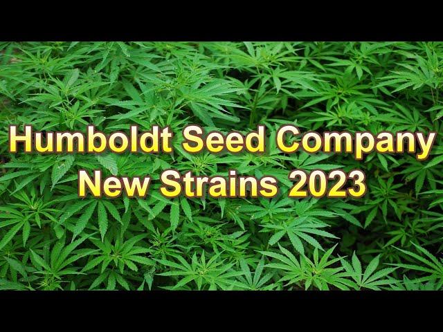 Humboldt Seed Company New Strains 2023