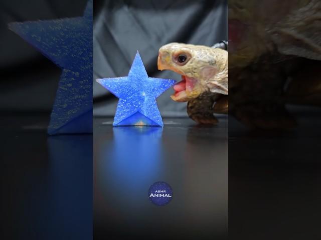 ASMR Mukbang Eating Blue Star ⭐ Turtle Tortoise