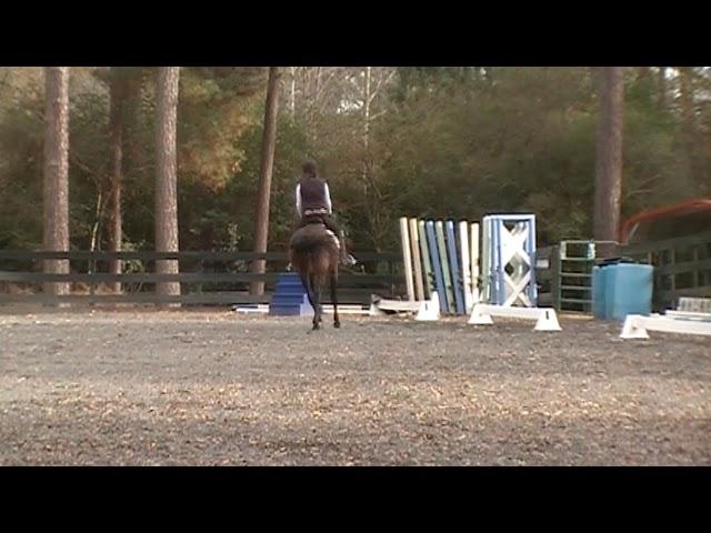 Kragos:  2019-01 : Schooling 1st Level Dressage