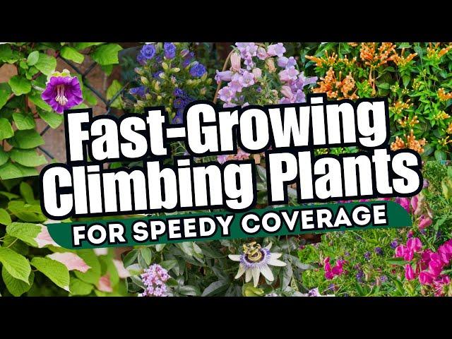 10 Fast-Growing Climbing Plants for Speedy Coverage  // INSTANT GARDEN MAKEOVER