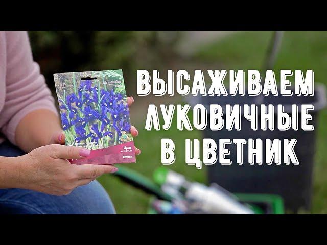 Посадка луковичных растений. Создаем цветник из луковичных. Сажаем тюльпаны, нарциссы, крокусы