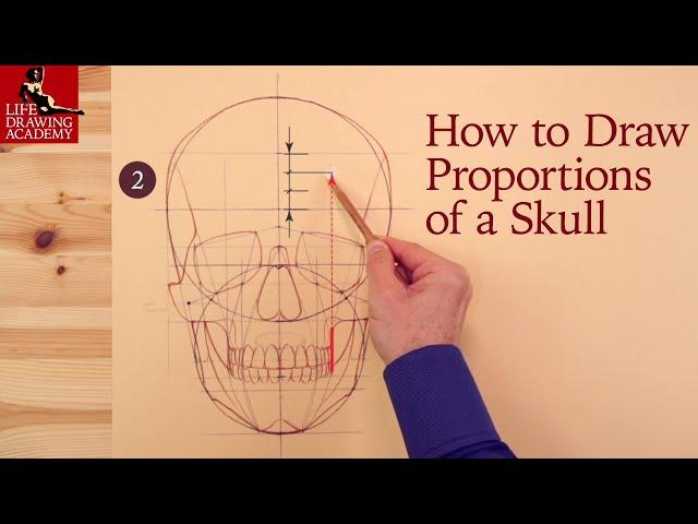 How to Draw Proportions of a Skull