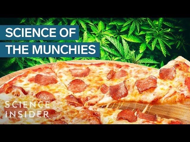 Why Marijuana Gives You The Munchies