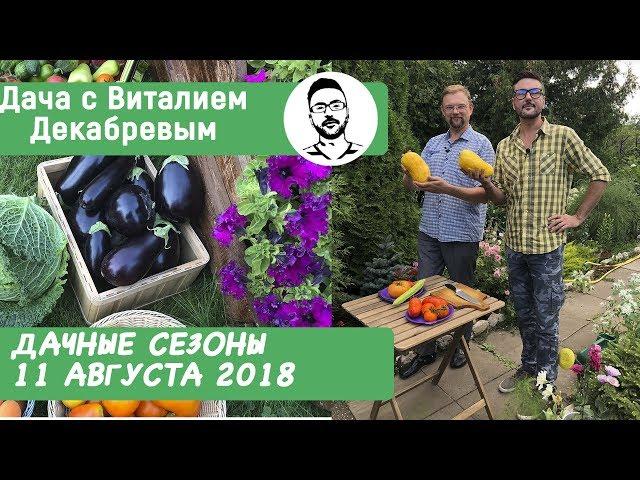 Дачные сезоны с Виталием Декабревым 11 августа 2018