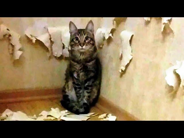 Funny animals - Funny cats / dogs - Funny animal videos 60