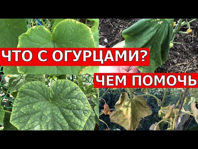 ЛИСТЬЯ ОГУРЦОВ ЖЕЛТЕЮТ И ВЯНУТ, СРОЧНО СДЕЛАЙТЕ ЭТО...