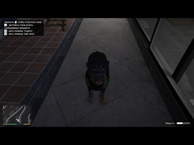 Как дрессировать Чопа Бесплатная прокачка тачки / Grand Theft Auto V