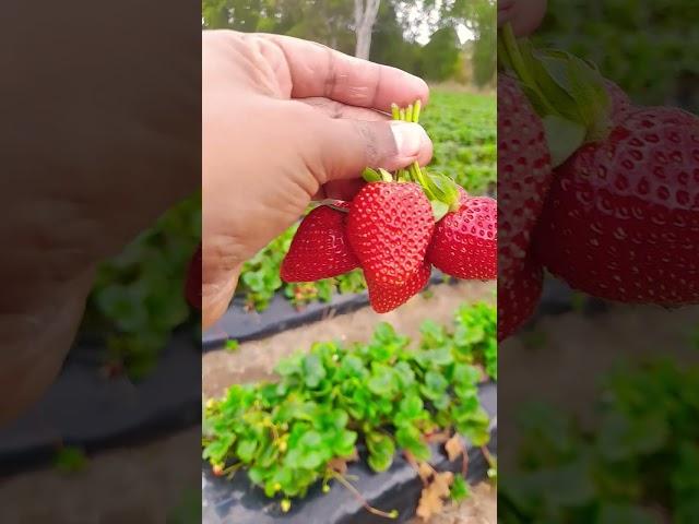 Fruit picking at Adelaide