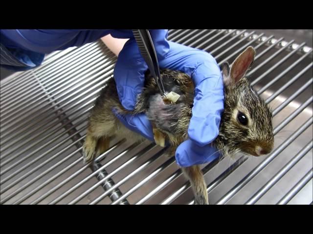 06-06-2014 Baby Cottontail's drain is removed