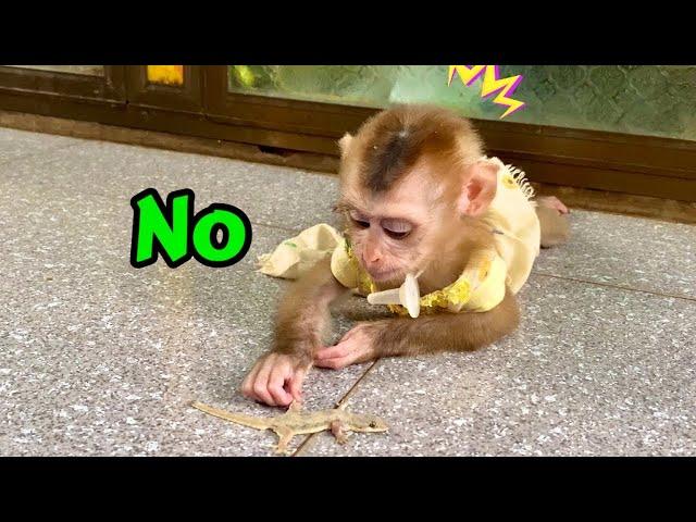 OMG, It's funny how the monkey Linda reacts when she meets the Lizard 1