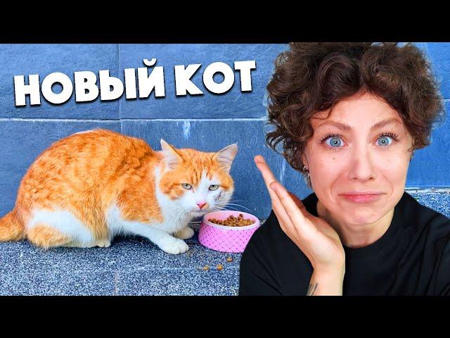 СПАСАЕМ БЕЗДОМНОГО КОТА! РЕАКЦИЯ МОЕЙ КОШКИ ШОКИРУЕТ