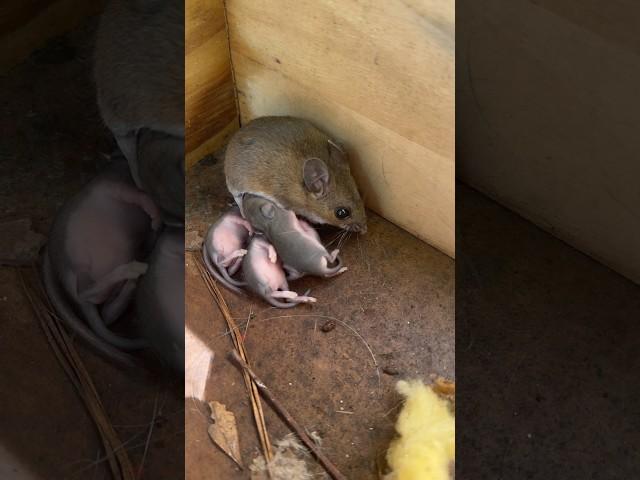 Mice with their babies are the cutest animals!  #babyanimals #animals