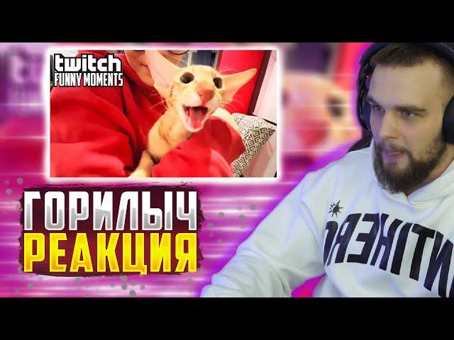 ГОРИЛЫЧ РЕАКЦИЯ Топ Моменты с Twitch | кот Камыш