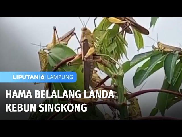 Hama Belalang Serang Kebun, Warga Minta Dinas Pertanian Bertindak | Liputan 6 Lampung