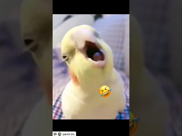 #cute #funny #Bird #soumia