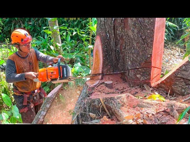 Cut down 2 Red Mahogany Trees at Once