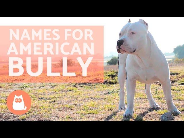 Names for American Bully Dog