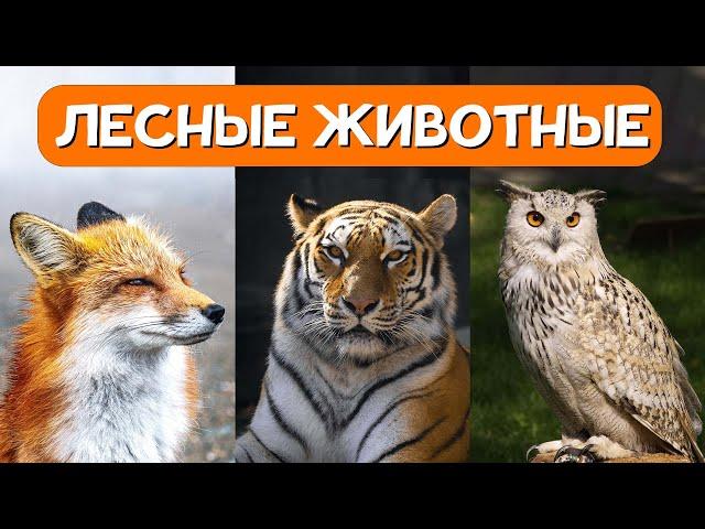 Лесные Животные для Детей + Учим Животных +Как говорят Животные + Звуки и Голоса Животных