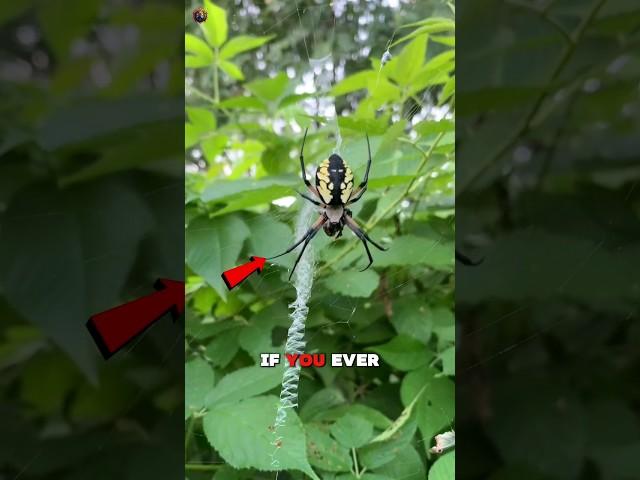 Never Kill This Spider