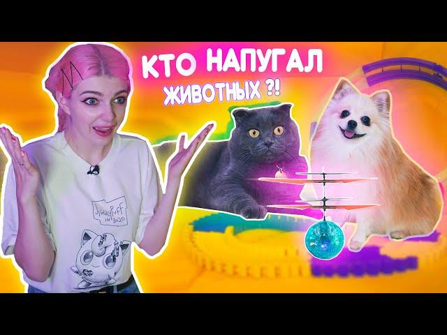 КТО НАПУГАЛ БАТТЕРС И ЭЛИС? ИГРУШКИ VS ЖИВОТНЫЕ