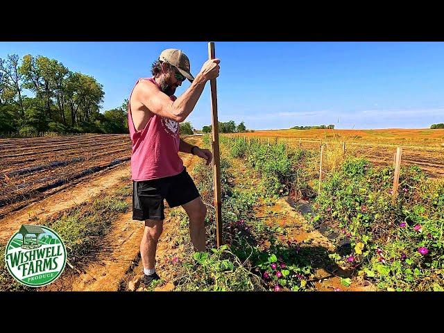 FACING AN UNPLEASANT TASK ON OUR VEGETABLE FARM