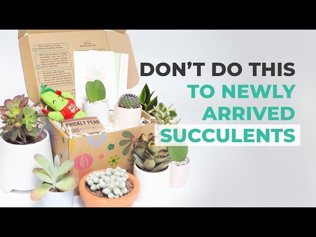 CARE TIPS | WHAT NOT TO DO TO NEWLY ARRIVED SUCCULENTS