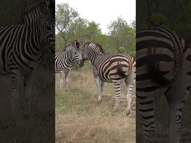 #zebra